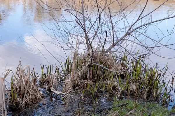 Kuru sazlıkları ve taze yeşil filizleri olan çamurlu bir göl kıyısı. Sazlıkların arasında bir çalı ya da küçük bir ağaç yetişiyor. Su mavi gökyüzünü beyaz bulutlarla yansıtır..