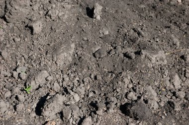 Bereketli yapraklarla dolu yeşil bir ormanda güneşli bir gün. Canlı ve huzurlu bir doğa manzarası..