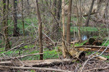 Taze yeşil çimenler ve erken açan çiçeklerle bahar ormanı. Bir dere akıyor, çürümüş kütükler ormanda yatıyor, suda değil..