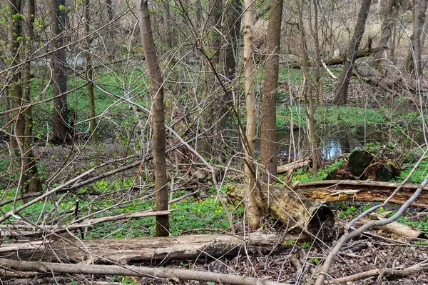 Taze yeşil çimenler ve erken açan çiçeklerle bahar ormanı. Bir dere akıyor, çürümüş kütükler ormanda yatıyor, suda değil..