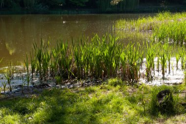İki erkek ördek uzaktaki yeşil göl suyunda yüzerken, güneşli sazlıklar parlak bir yaz gününde ön planda duruyor..