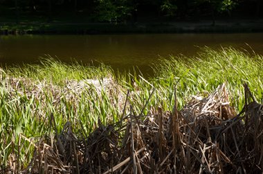 Parlak yaz güneşi arka planda yeşil göl suyuyla ön planda yeşil kamışların üzerinde parlar..