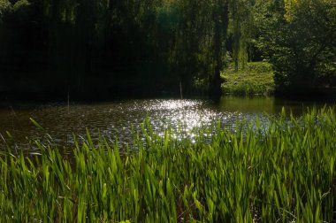 Suyun üzerinde parıldayan güneş yolu olan karanlık, karamsar bir sahne. Ön planda yeşil sazlıklar, uzak kıyılarda ağaçlar ve gölün üzerinde söğütler asılı..
