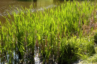 Parlak yaz güneşi arka planda yeşil göl suyuyla ön planda yeşil kamışların üzerinde parlar..