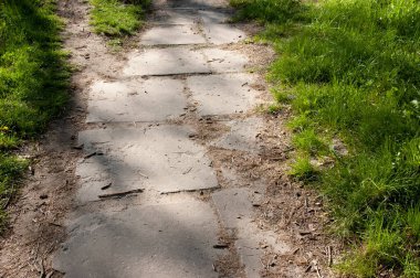 Sarı karahindibalarla dolu yemyeşil çimenler, yaz güneşiyle aydınlık ve neşeli bir sahne..