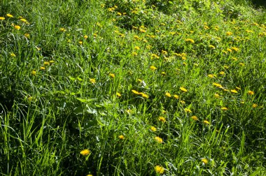 Sarı karahindibalarla dolu yemyeşil çimenler, yaz güneşiyle aydınlık ve neşeli bir sahne..