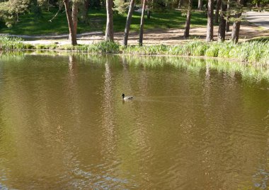 Güneş ışığında dalgalı göl suyunda yüzen vahşi ördek Drake. Sazlıklar kıyı boyunca büyürler; ağaçlar, çimenler, bir patika ve arka planda asfalt bir yolun bir kısmı belirir..
