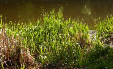 Parlak yaz güneşi arka planda yeşil göl suyuyla ön planda yeşil kamışların üzerinde parlar..