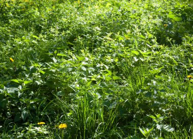 Isırgan otu kümeleri ve etrafa saçılmış birkaç sarı karahindiba ile güneş ışığıyla yıkanmış yemyeşil çimenler. Vahşi bitki örtüsü ve doğal renklerle dolu canlı bir yaz sahnesi..