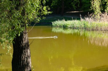 Siyah bir ördek güneşli yeşil göl suyunda yüzer. Ön planda, kalın bir söğüt sandık; arka planda, bir yol boyunca çalışan bir orman kıyısı.