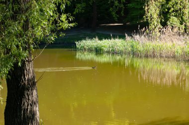 Siyah bir ördek güneşli yeşil göl suyunda yüzer. Ön planda, kalın bir söğüt sandık; arka planda, bir yol boyunca çalışan bir orman kıyısı.