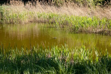 Koyu renkli bir ördek yeşil bir gölde yüzer ve birkaç ördek yavrusu onu takip eder. Sazlıklar, parlak yaz güneşinin altında büyür..