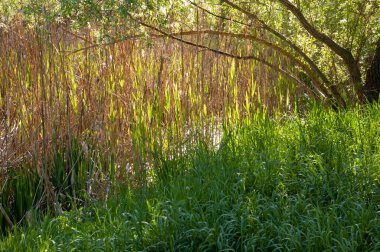 Parlak yeşil çimenler ve güneşin aydınlattığı sahilde ağlayan bir söğüt ağacı yetişiyor. Arkalarında, yoğun sazlıklar çerçeveyi dolduruyor, sapları arasında zar zor görünen su izleri var..