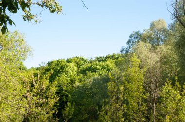 Yoğun ağaç tepeleri ile yemyeşil orman açık mavi bir gökyüzünün altında uzanır. Fotoğraf, güneşli bir yaz gününde üst gölgeliği uzaktan yakalar..