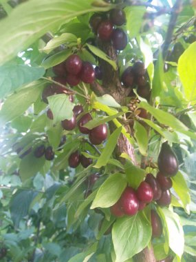 Olgun kırmızı kornelian kirazları yeşil yaprakların arasında bir dala asılı, yaz güneşinde parlayan. Mevsimlik meyve ve doğal tazeliğin canlı bir gösterisi..
