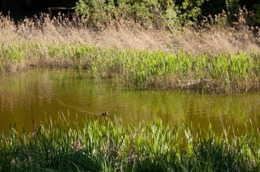 Koyu renkli bir ördek yeşil bir gölde yüzer ve birkaç ördek yavrusu onu takip eder. Sazlıklar, parlak yaz güneşinin altında büyür..