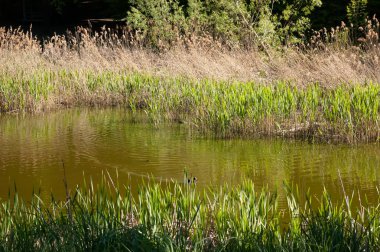 Koyu renkli bir ördek yeşil bir gölde yüzer ve birkaç ördek yavrusu onu takip eder. Sazlıklar, parlak yaz güneşinin altında büyür..