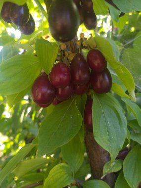 Olgun kırmızı kornelian kirazları yeşil yaprakların arasında bir dala asılı, yaz güneşinde parlayan. Mevsimlik meyve ve doğal tazeliğin canlı bir gösterisi..