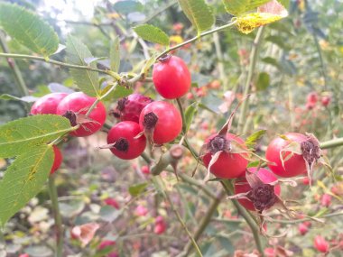 Keskin odak noktasında olgun gül kalçaları, yeşil yapraklardan oluşan bulanık bir arka plan ve aynı çalılıkta daha fazla meyve.