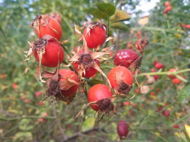 Keskin odak noktasında olgun gül kalçaları, yeşil yapraklardan oluşan bulanık bir arka plan ve aynı çalılıkta daha fazla meyve.