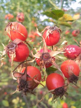 Keskin odak noktasında olgun gül kalçaları, yeşil yapraklardan oluşan bulanık bir arka plan ve aynı çalılıkta daha fazla meyve.