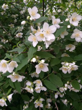 Yeşil sahte yasemin çalısı çiçek açmış, bir sürü küçük beyaz çiçekle kaplanmış..