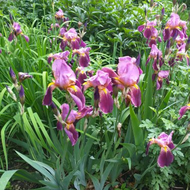 Yeşil yaprakların arasında yetişen mor iris çiçekleri doğal ortamdadır..