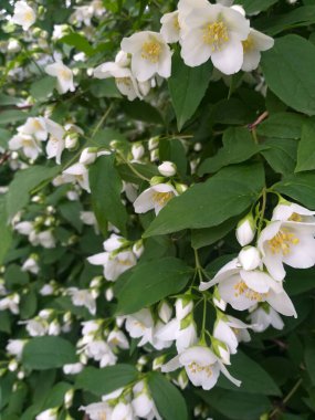 Yeşil sahte yasemin çalısı çiçek açmış, bir sürü küçük beyaz çiçekle kaplanmış..