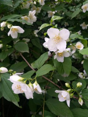 Yeşil sahte yasemin çalısı çiçek açmış, bir sürü küçük beyaz çiçekle kaplanmış..