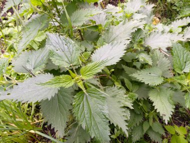 Yeşil çimlerle çevrili, büyük, gür bir ısırgan otu çalısı..