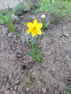Yeşil yapraklı sarı nergis kuru ve topak topak toprakta yetişiyor..
