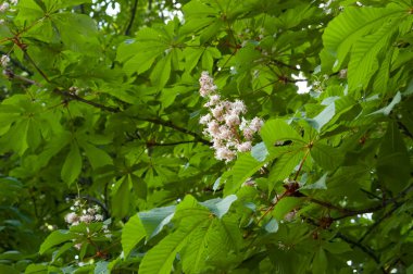 Kyiv 'in sembolü olan yeşil yapraklar ve beyaz çiçeklerle açan kestane ağacı dalları.