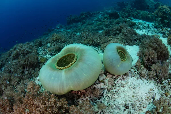 Koralowce Podobne Anemonów Rosną Płytkiej Zdrowej Rafie Niedaleko Alor Indonezji — Zdjęcie stockowe
