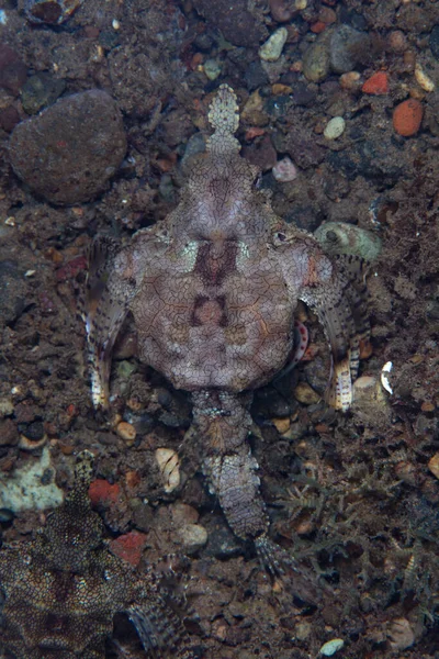 Una Polilla Del Mar Dragón Eurypegasus Draconis Arrastra Por Fondo —  Fotos de Stock