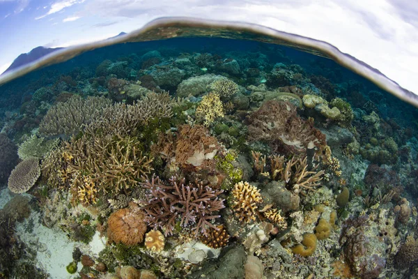 Uma Variedade Corais Competem Por Espaço Recife Raso Saudável Perto — Fotografia de Stock