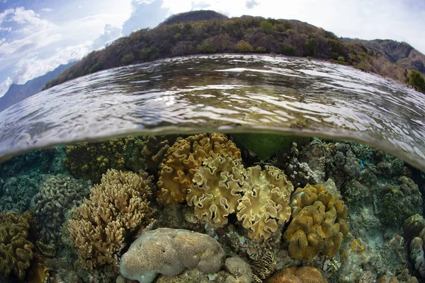 Різні Корали Змагаються Простір Мілководному Здоровому Рифі Поблизу Алора Індонезія — стокове фото