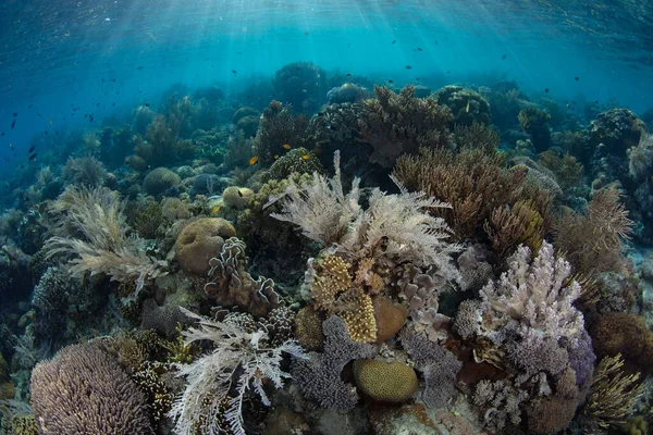 Rekke Koraller Konkurrerer Plassen Grunt Sunt Rev Nær Alor Indonesia – stockfoto