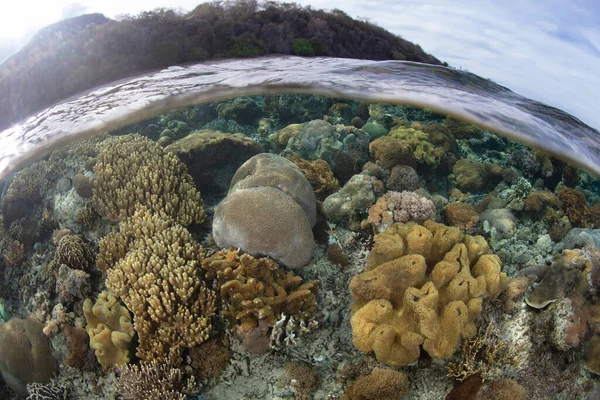 Різні Корали Змагаються Простір Мілководному Здоровому Рифі Поблизу Алора Індонезія — стокове фото
