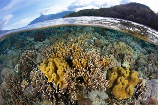 多様なサンゴは インドネシアのアルル近くの浅い健康的なサンゴ礁で宇宙のために競争します この地域は その類まれな海洋生物多様性で知られるサンゴ礁三角地帯内にあります — ストック写真