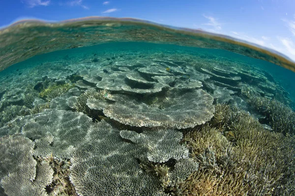 サンゴ礁の構築サンゴは インドネシアのコモド島の近くの浅い健康的なサンゴ礁上のスペースを競います この地域は その類まれな海洋生物多様性で知られるサンゴ礁三角地帯内にあります — ストック写真