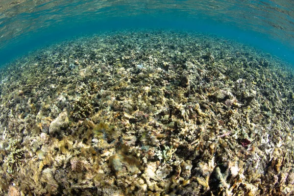 Filamentous Algae Has Begun Grow Indonesian Coral Reef Has Recently — Stock Photo, Image