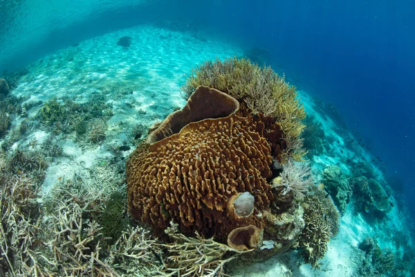 Large Barrel Sponge Grows Shallow Reef Komodo National Park Indonesia — Stock Photo, Image