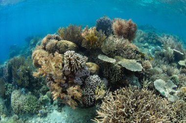 Endonezya 'nın Komodo yakınlarındaki sığ ve sağlıklı bir resifte çeşitli mercanlar yer için yarışıyor. Bu bölge, olağanüstü deniz biyolojik çeşitliliğiyle bilinen Mercan Üçgeni 'nin içindedir..