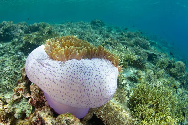 Wspaniały Anemon Heteractis Magnifica Rośnie Zdrowej Rafie Koralowej Indonezji Gatunek — Zdjęcie stockowe