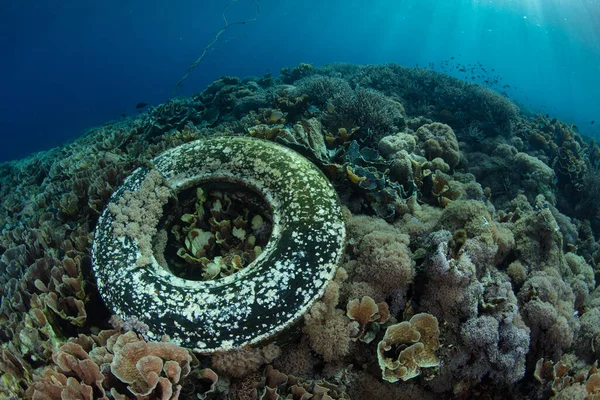 A discarded truck tire has washed onto a coral reef in Indonesia. Garbage such as this can cause significant damage to reefs, thereby opening the door for pathogens to enter corals.