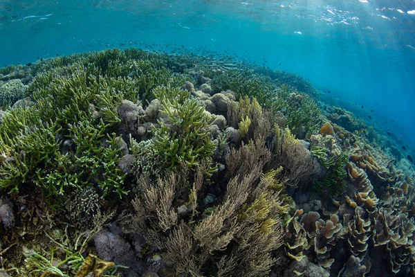 Μια Ποικιλία Κοραλλιών Ανταγωνίζονται Για Διάστημα Ένα Ρηχό Υγιή Ύφαλο — Φωτογραφία Αρχείου