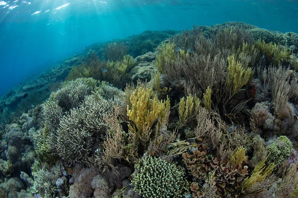 Разнообразные Кораллы Соревнуются Место Мелком Здоровом Рифе Близ Комодо Индонезия — стоковое фото