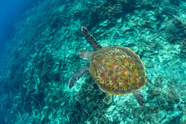 Una Tortuga Marina Verde Chelonia Mydas Nada Sobre Arrecife Coral — Foto de Stock