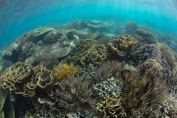 Uma Variedade Corais Competem Por Espaço Recife Raso Saudável Perto — Fotografia de Stock