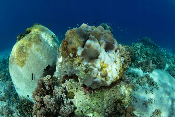 Koralowce Indonezji Wybielają Się Prawdopodobnie Powodu Zmian Temperatury Wysokotemperaturowe Koralowce — Zdjęcie stockowe